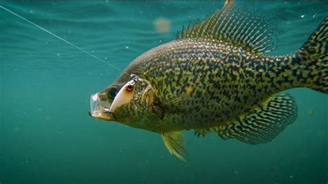 Crappie Fish: Tips, Habitat, Life Cycle, and More - FishOnTips