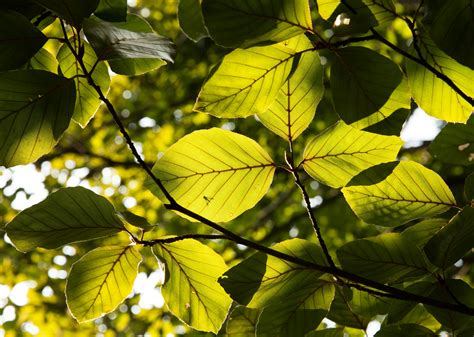 Leaves of a Beech Tree · Free Stock Photo