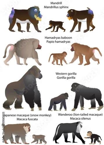 Mandrill vs Baboon - Differences and Similarities - Primates Park