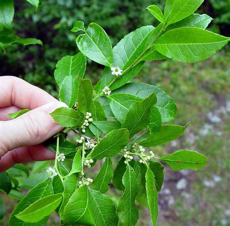 Ilex verticillata (common winterberry): Go Botany