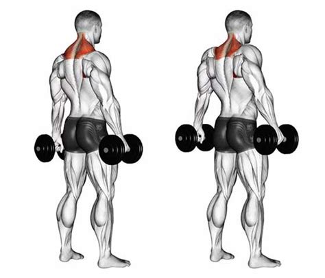 Exercises for Trapezius Muscle Relief