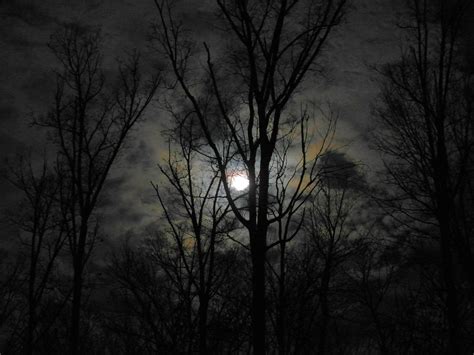 Magical Moonlight ... through the trees above the house ... Country ...