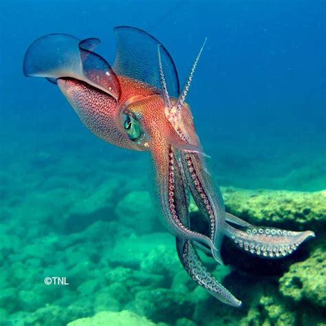 Bigfin Reef Squid | Beautiful sea creatures, Deep sea creatures, Ocean ...