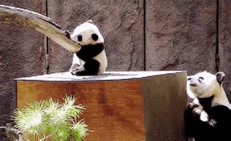 Panda Eating GIF - Find & Share on GIPHY