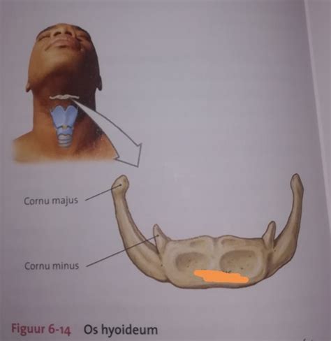 Os hyoideum Flashcards | Quizlet