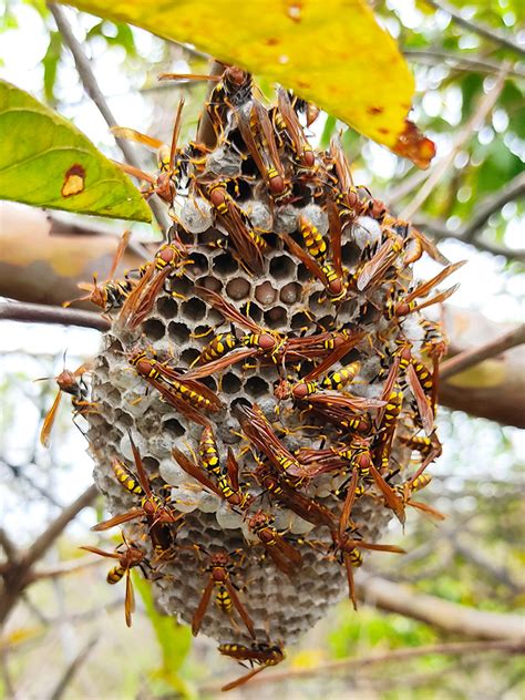 Polistes versicolor