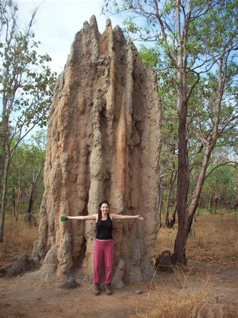 Amazing Animals Pictures: The Architecture of the Termites: The Mound ...