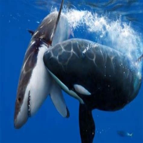 Killer Whale Vs Great White - Orca Kills Shark and Wins Fight | Aquatic ...