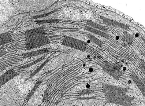 ‎Detail of a chloroplast with well developed grana - UWDC - UW-Madison ...