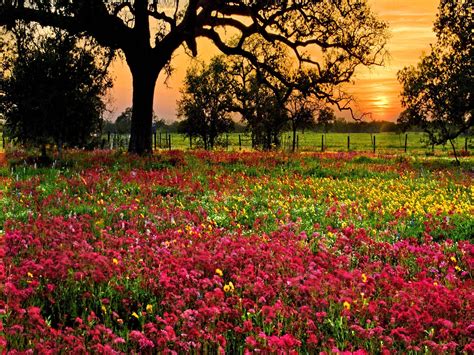 Field of Flowers wallpapers Free Download