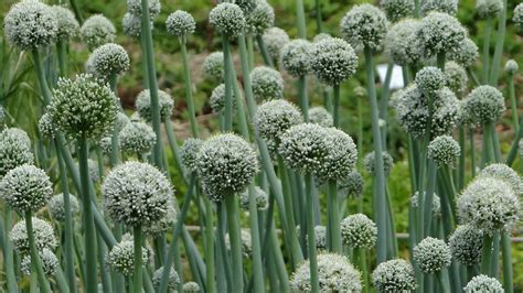 Flowering Garlic: Can You Still Harvest Blooming Garlic? - Utopia