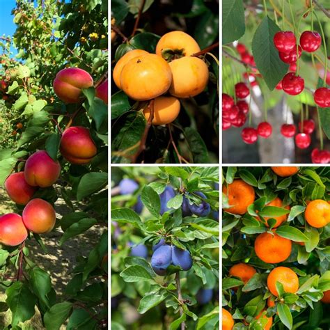 When is the Best Time to Plant Fruit Trees by Zone and State? - GardensAll