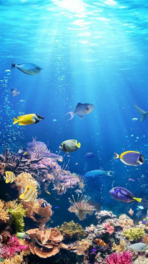 Smartphone HD Wallpaper | Underwater wallpaper, Sea life wallpaper ...