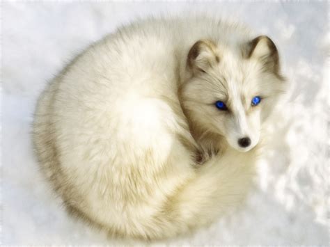 arctic fox red fox hybrid Uneasy neighbours: red foxes and arctic foxes ...