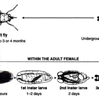 3: Schematic representation of insect olfaction. (A) Antennae of tsetse ...