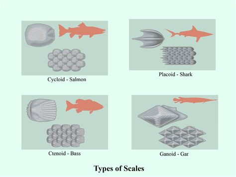 Which type of scales are found on the skin of cartilaginous fishes?(a ...