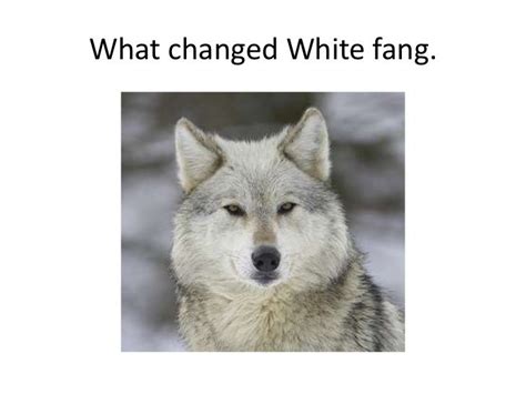 White fang theme