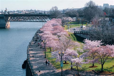 A local's guide to flower fields & festivals in Oregon