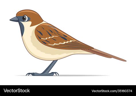 Sparrow bird on a white background Royalty Free Vector Image