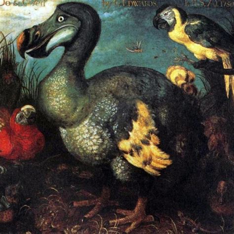 Why The Dodo Went Extinct