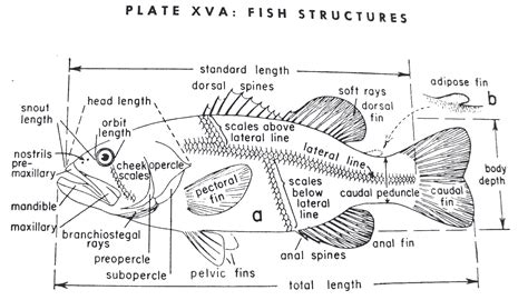 Fish Reproductive System Diagram