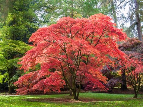 Planting A Japanese Maple Tree: Tips On Growing And Caring For Japanese ...