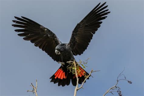 Male Red-Tailed Black Cockatoo | Gladstone Today