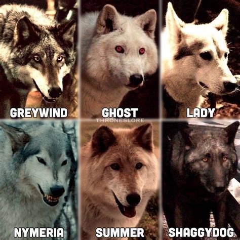 Nom Des Loups Dans Game Of Thrones - Communauté MCMS