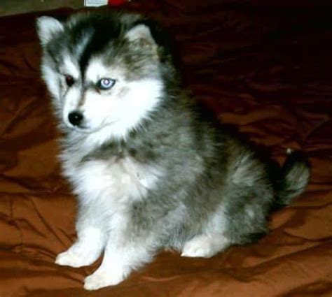 List of Mini Husky Breeders: Find A Miniature Husky For Sale