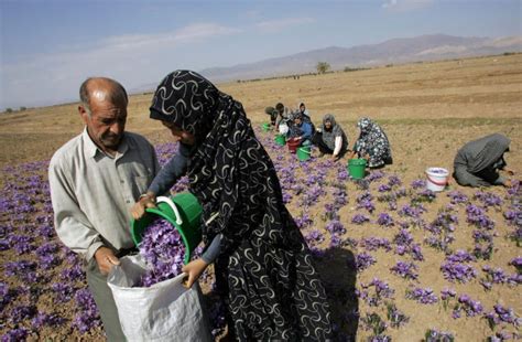 Saffron – Why Iran's 'Red Gold' Is So Prized | Here & Now