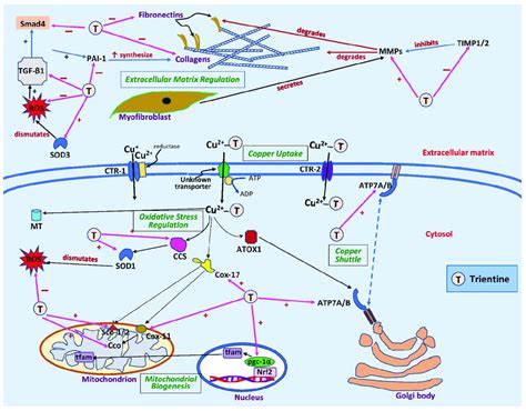 Sites of action of trientine in cardiac remodeling. Extracellularly ...