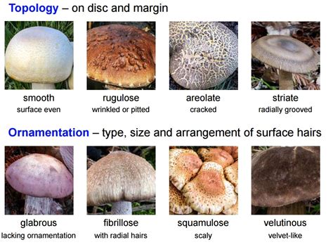 Wild Edible Mushrooms of Meghalaya You Never Knew About!