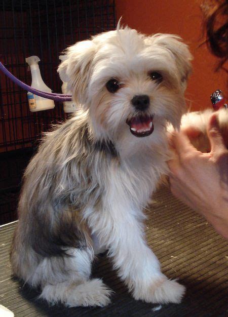 "YoChon". AKA Yorkie-Bichon mix. I found one at the puppy store ...