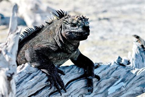 Marine Iguanas: Dark Scales, Illuminated Genes and more