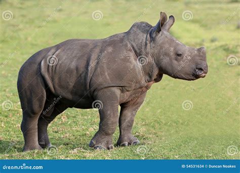 Cute Baby White Rhino stock photo. Image of nature, horn - 54531634