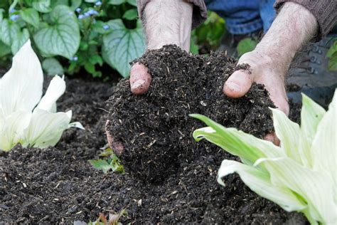 Complete Guide to Mushroom Compost | BBC Gardeners World Magazine