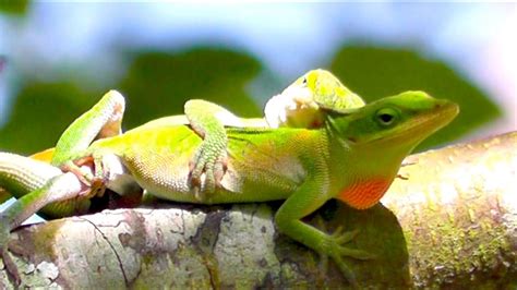 Green Anole Lizards Mating In River Birch Tree - YouTube