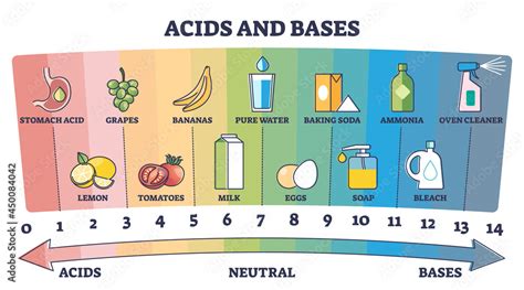 Fototapeta Acids, neutral and bases substances scale with examples ...