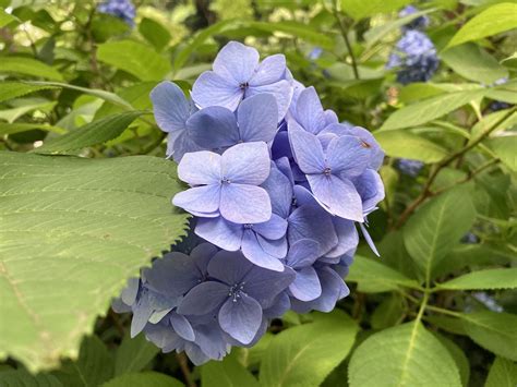 Hydrangea Purple Flowers Japan - Free photo on Pixabay - Pixabay