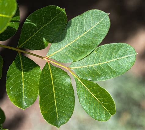 Leaves of the Terebinth Tree Stock Photo - Image of scrub, berry: 257755914