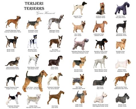 Dog Breed Chart Dog Breeds Pinterest Dog Breeds Dog | Dog Breeds Picture