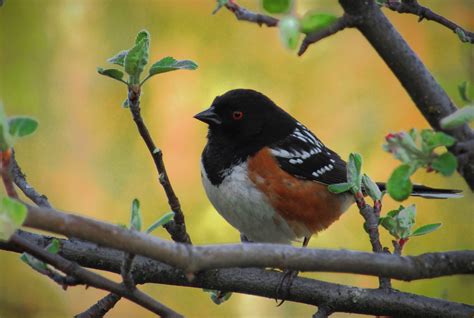 The 10 Most Common Backyard Birds in Southern California – Chirp Nature ...