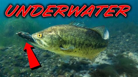 ** UNDERWATER Bass Fishing ** Spring Fishing Tips and Spawning Bass ...