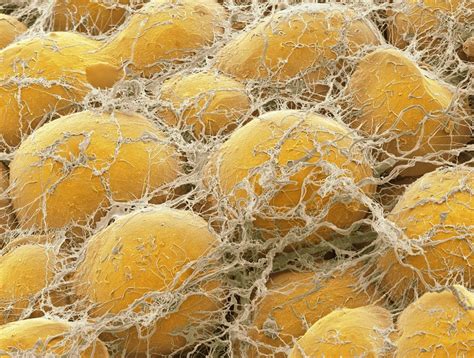 What's in a Fat Cell? | Live Science