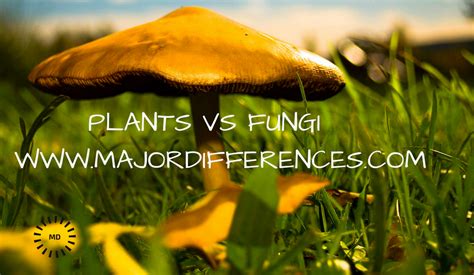 8 Differences between Plants and Fungi (Plants vs Fungi) - MD