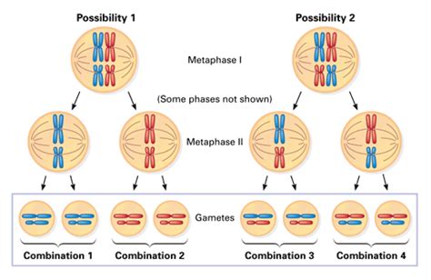 47 Best Of What Is The Difference Between Haploid And Diploid Cells ...