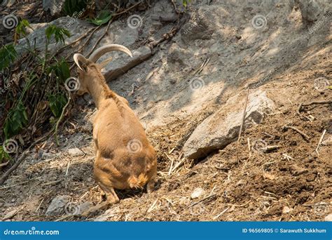 Mountain Goat in the Nature Habitat Stock Image - Image of mammal ...