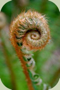 fiddlehead identification