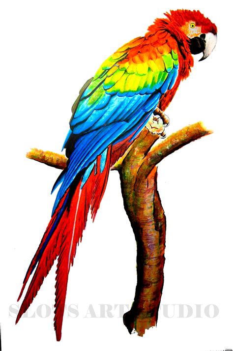 Parrot Images Drawing at GetDrawings | Free download