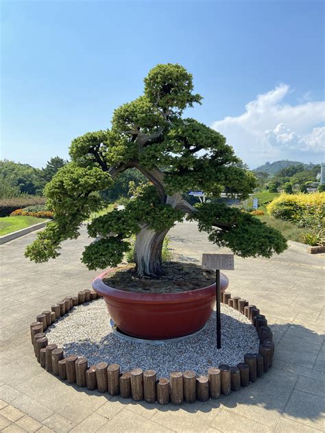 Bonsai (about 10ft tall) I saw at the local garden. : r/Bonsai